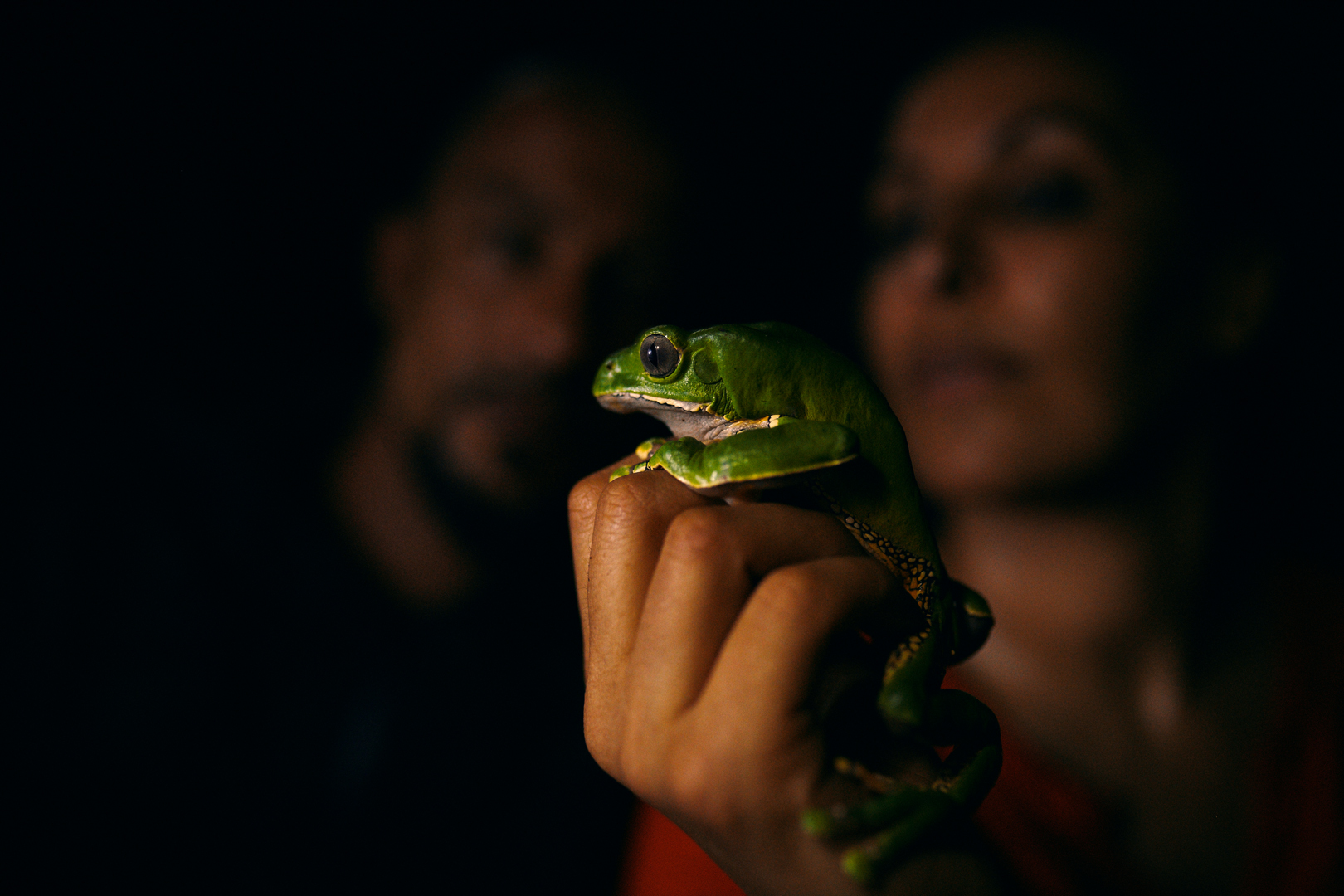 Phyllomedusa bicolor tijdens een ontmoeting met practitioners